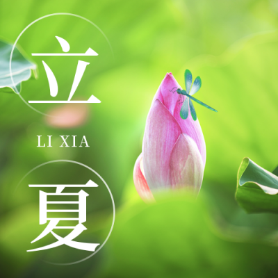 立夏荷花实景节气公众号次图 模板ID：33411