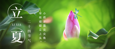 立夏荷花实景节气公众号首图 模板ID：33410