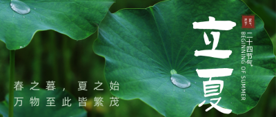立夏荷叶实景节气公众号首图 模板ID：33405