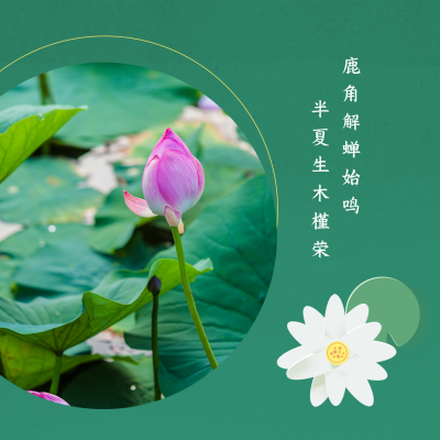中国传统二十四节气夏至实景荷花方形海报 模板ID：35639