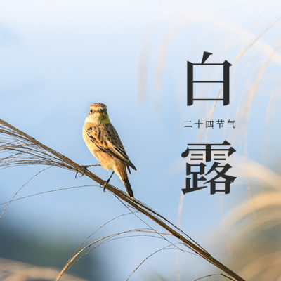 白露节气实景公众号封面次图 模板ID:38540