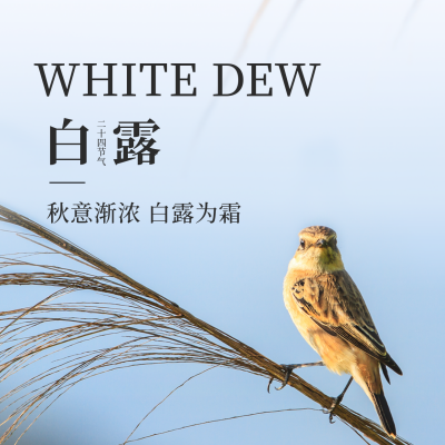 白露节气实景方形海报 模板ID：38539