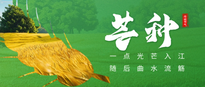 芒种节气祝福宣传公众号首图 模板ID：66500