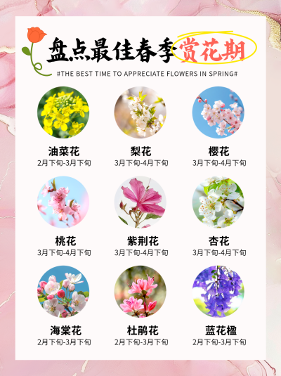 春季赏花实景宣传实景小红书封面 模板ID:760950