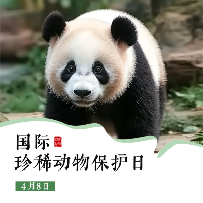 国际珍稀动物保护日宣传方形海报 模板ID：761303