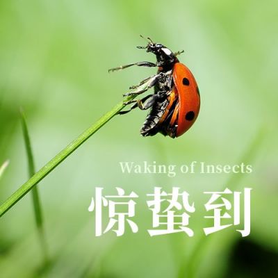 惊蛰节气绿叶七星瓢虫实景公众号次图 模板ID:7189