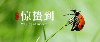 惊蛰节气绿叶七星瓢虫实景公众号首图 模板ID：7188