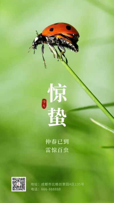惊蛰节气绿叶七星瓢虫实景手机海报 模板ID:7187