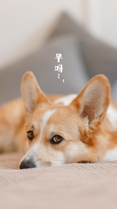 早安治愈可爱柯基狗狗萌宠手机壁纸 模板ID：9968