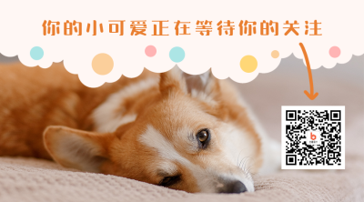 萌宠美图可爱治愈柯基求关注二维码 模板ID：9973