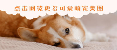 萌宠美图可爱治愈柯基求点击公众号首图 模板ID：9974