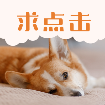 萌宠美图可爱治愈柯基求点击公众号次图 模板ID：9975