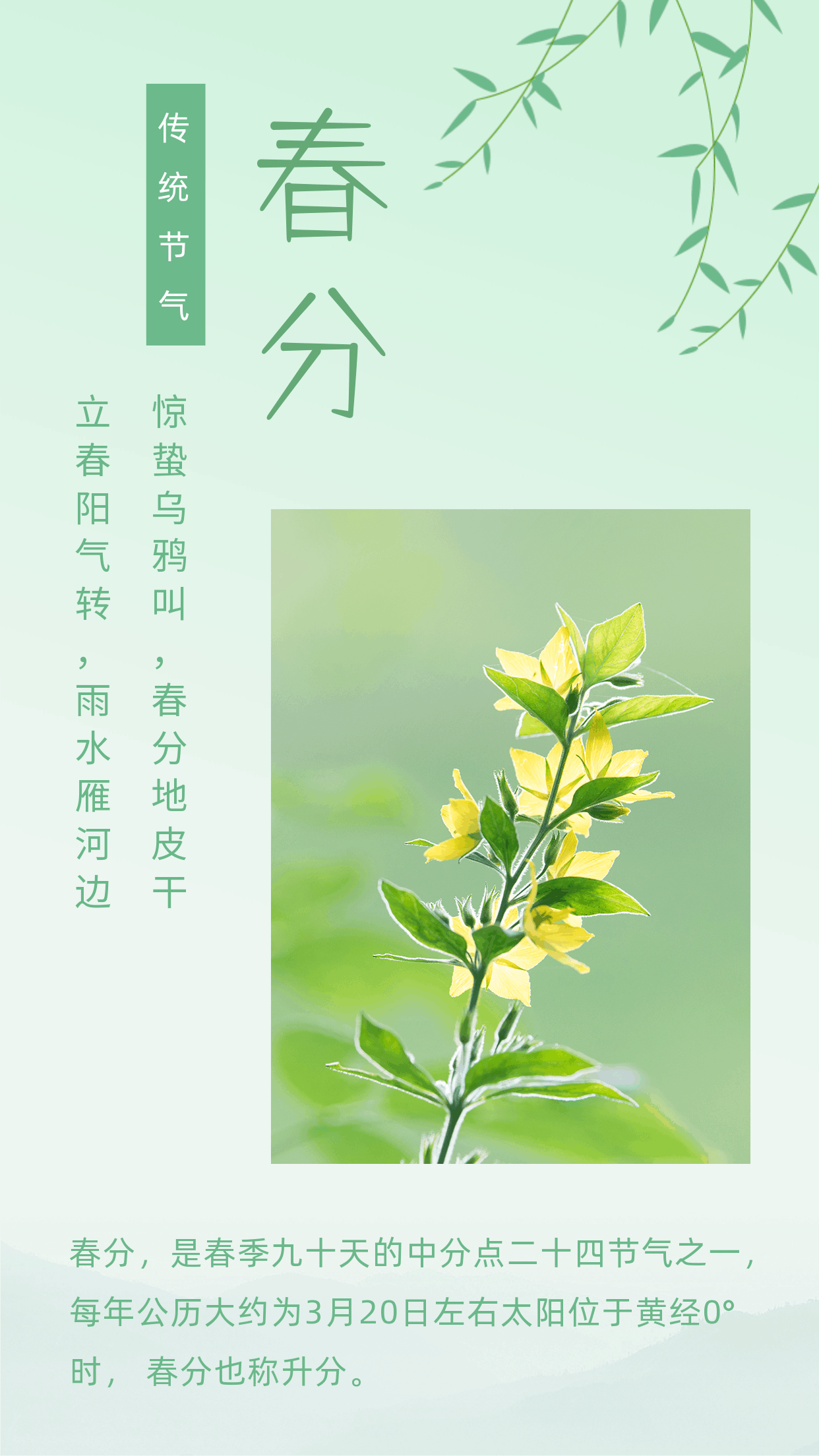 柳树中国传统二十四节气春分春天动态竖版配图 模板ID:10249