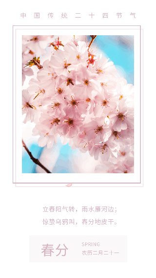 粉色春天樱花飘落春分节气动态竖版配图 模板ID:10253