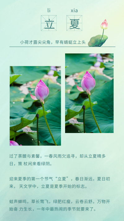立夏节气手绘荷花竖版配图 模板ID：11818