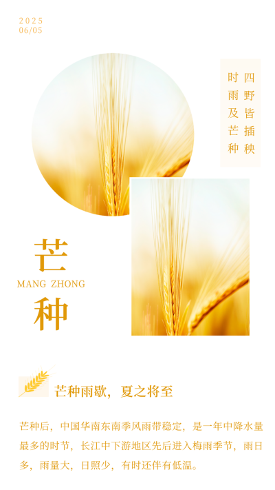 黄色简约文艺小麦实景二十四节气芒种竖版配图 模板ID：12783