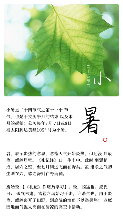 中国传统二十四节气小暑竖版配图 模板ID：13883