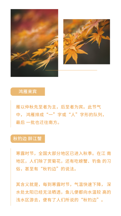 简约寒露白露二十四节气竖版配图 模板ID：21395