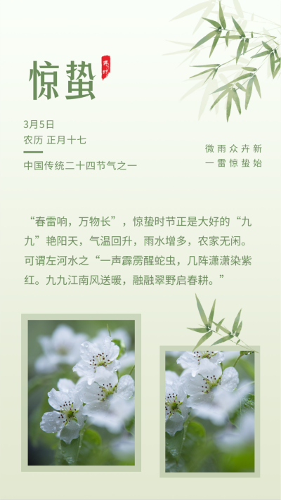 手绘竹子春天惊蛰节气竖版配图 模板ID:29499