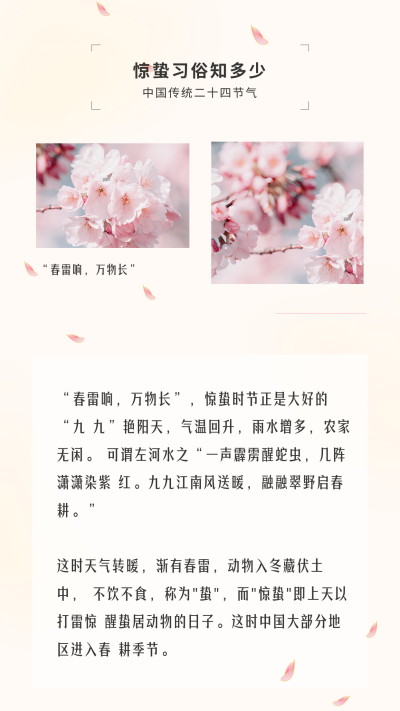 春天花瓣飘落惊蛰节气竖版配图 模板ID:29500