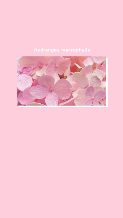 粉色绣球花手机壁纸 模板ID:771