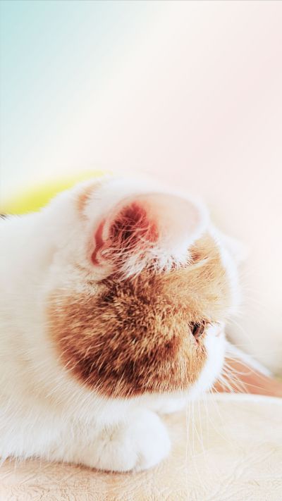 粉色可爱猫咪侧颜手机壁纸 模板ID:1688