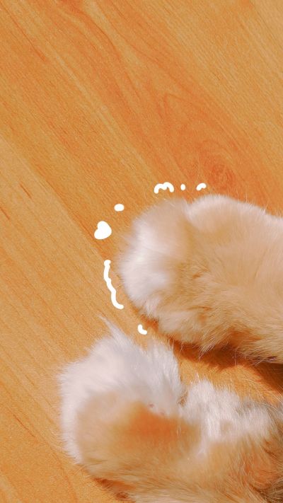 可爱猫咪爪子手机壁纸 模板ID:1571