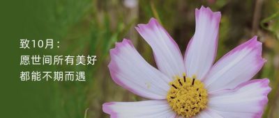 文艺小清新励志正能量书摘美图格桑花公众号首图 模板ID:1909