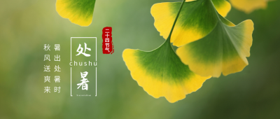 二十四节气处暑银杏实景简约绿色背景公众号首图 模板ID:707