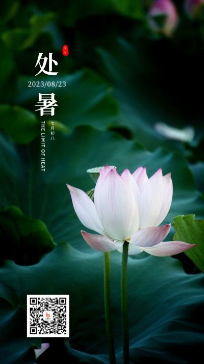 二十四节气绿色荷花手机海报 模板ID:658