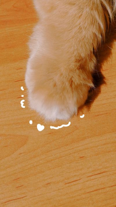 可爱猫咪爪子手机壁纸 模板ID:1570