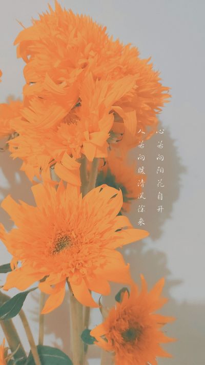 简约黄色清新文艺向日葵手机壁纸 模板ID:2059