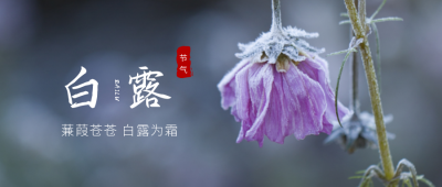 二十四节气实景白露简约文艺灰色背景公众号首图 模板ID：791