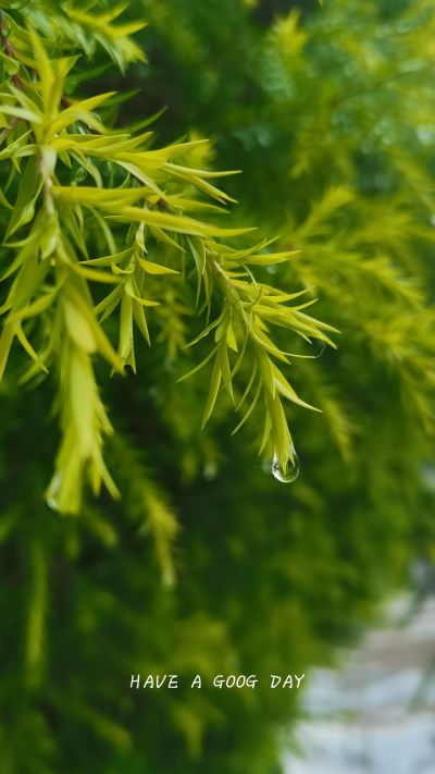 绿色小清新护眼植物手机壁纸 模板ID：2339