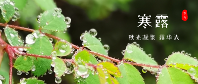 绿色小清新水珠叶子二十四节气寒露公众号首图 模板ID：1932