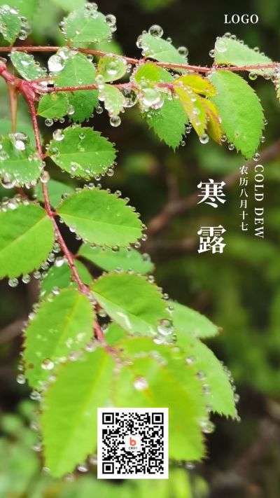 绿色小清新水珠叶子二十四节气寒露手机海报 模板ID：1931