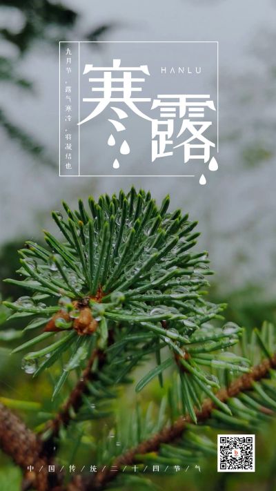 寒露节气松针露水手机海报 模板ID：2062