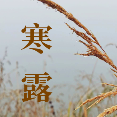文艺清新秋天芦苇露珠寒露节气公众号次图 模板ID:2065