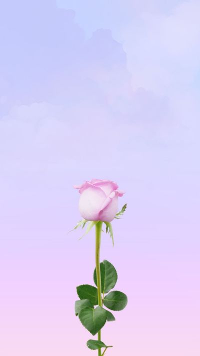 文艺清新紫色粉色玫瑰花手机壁纸 模板ID：1473