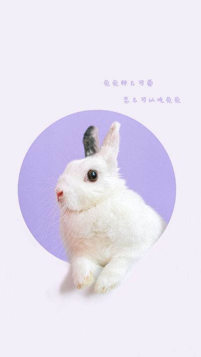 紫色背景可爱小兔子手机壁纸 模板ID：3141