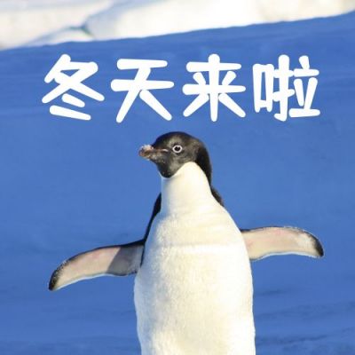 冬天你好问候语可爱企鹅公众号次图 模板ID:2690