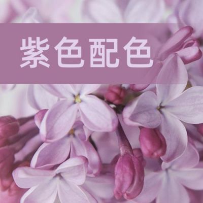 紫色配色方案文艺小清新排版公众号次图 模板ID：3310