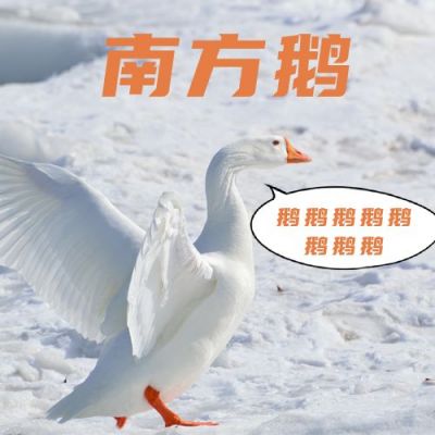 冬日雪景大鹅南方鹅下雪鹅叫趣味公众号次图 模板ID:3334