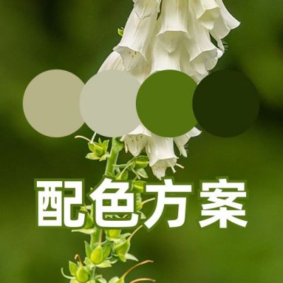 配色方案大自然配色实景公众号次图 模板ID:3308
