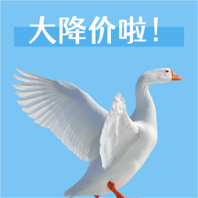 降价优惠大白鹅入场表情包趣味公众号次图 模板ID:3455