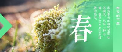 春季万物生发萌芽绿意盎然公众号封面首图 模板ID:4605