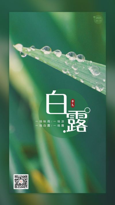 白露节气手机海报 模板ID：624
