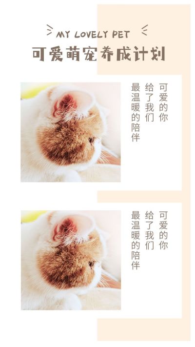撞色背景可爱宠物猫咪竖版配图 模板ID：2790