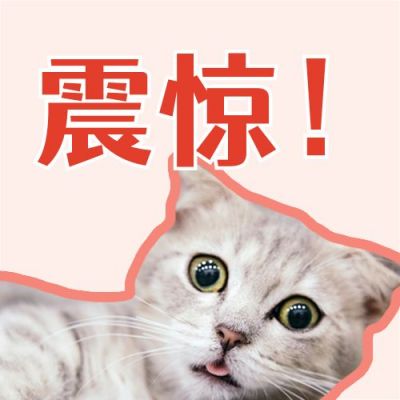 铲屎官必备的养猫知识可爱猫咪公众号次图 模板ID:3457