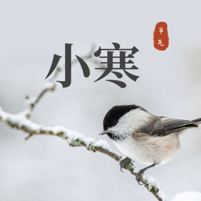 冬日雪景小鸟二十四节气小寒公众号次图 模板ID:4370